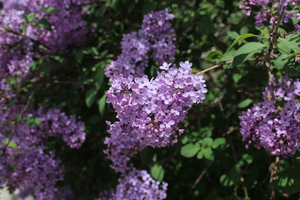 Dentiste urgence Les Lilas